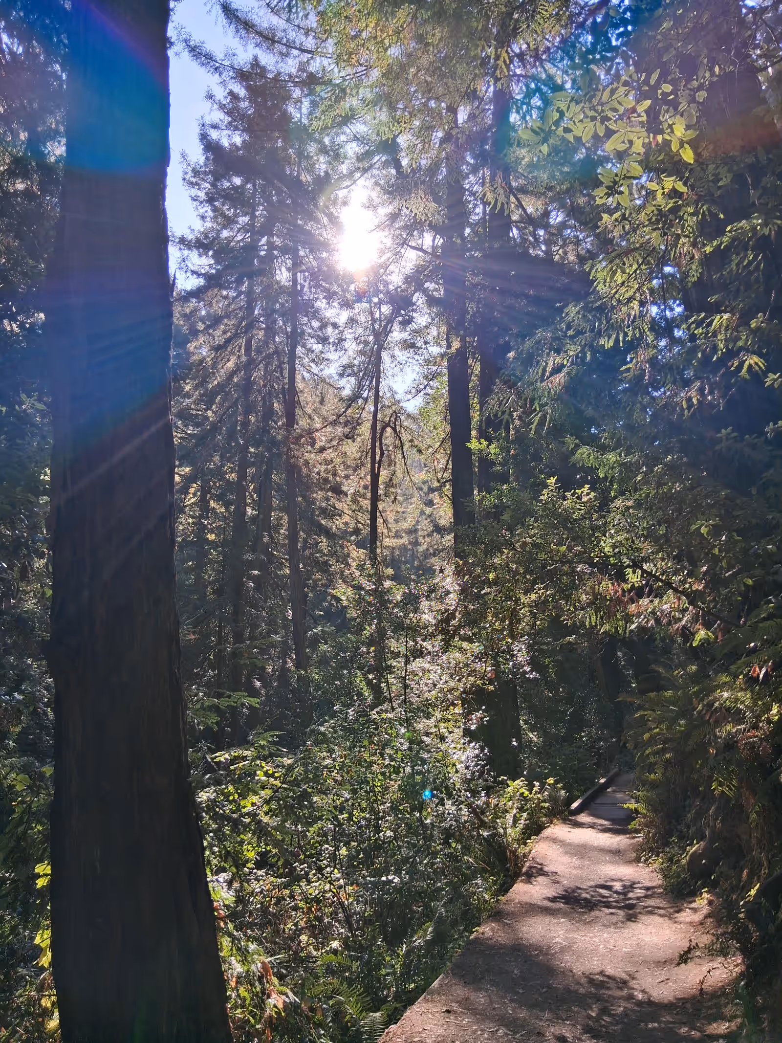 Redwood Cathedral with light rays filtering through trees